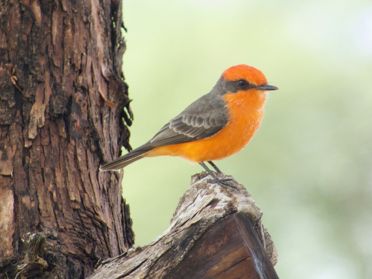 Vermilion Flycatcher - ML643672182