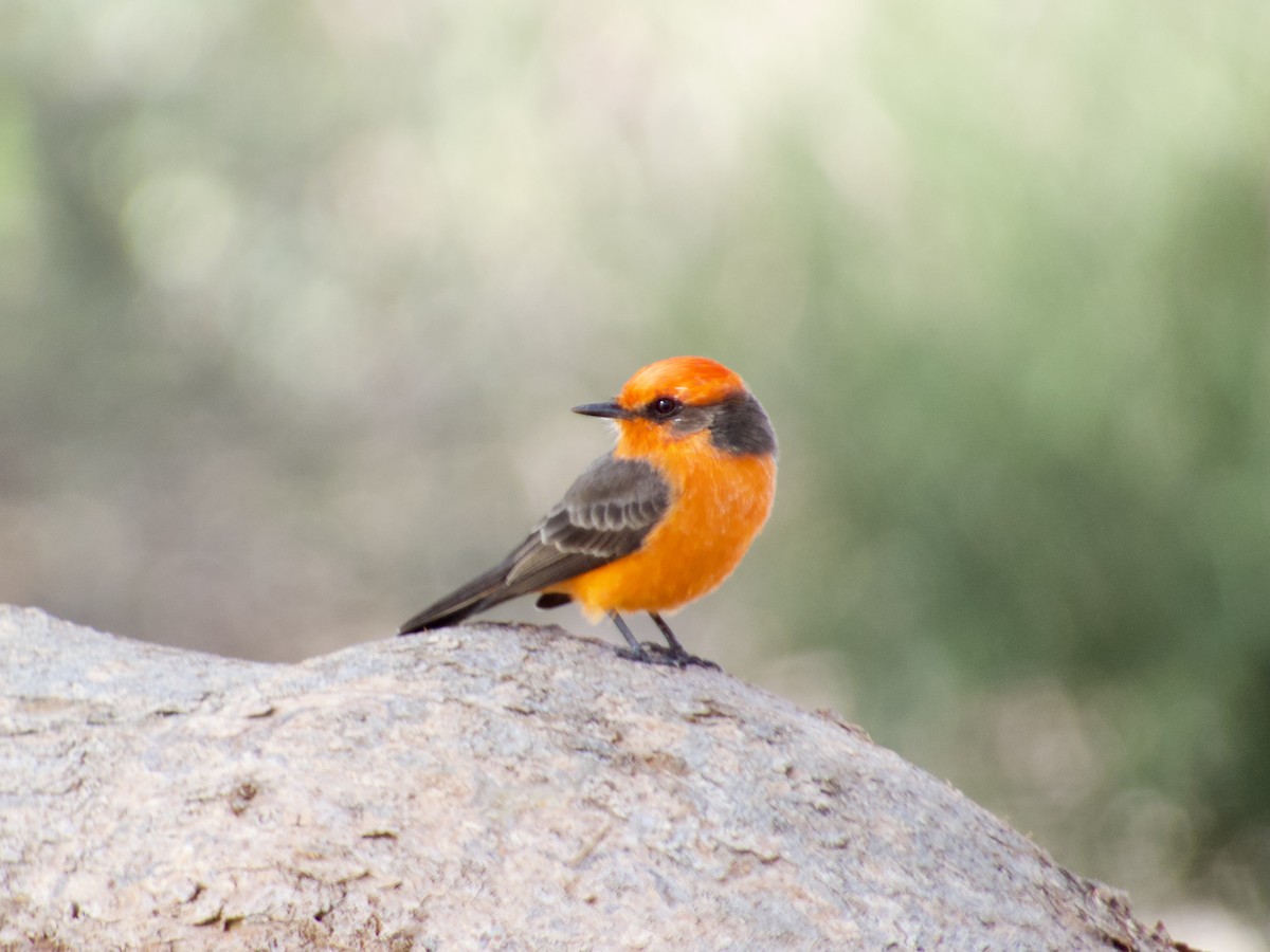Vermilion Flycatcher - ML643672183