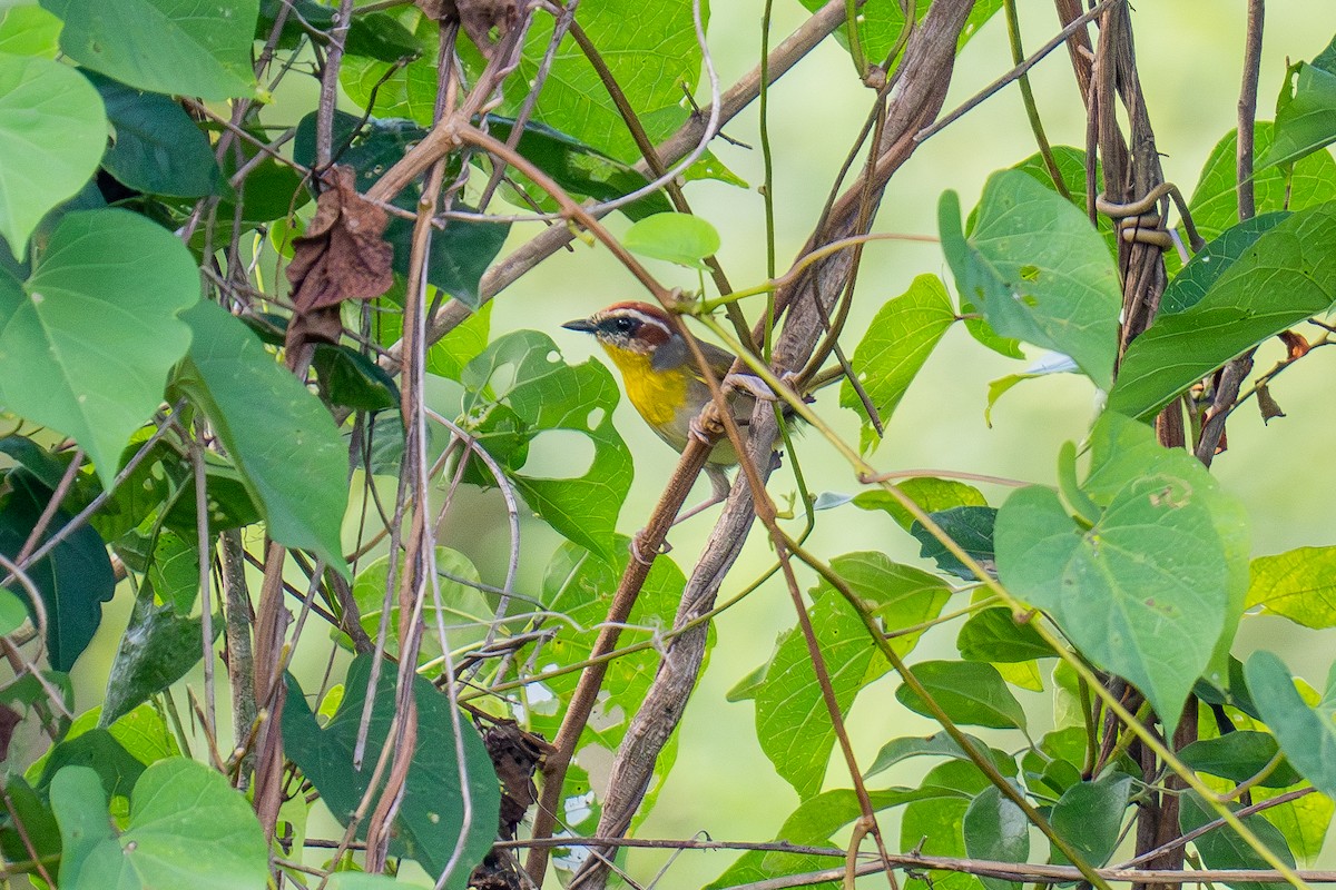 Rufous-capped Warbler - ML643672191