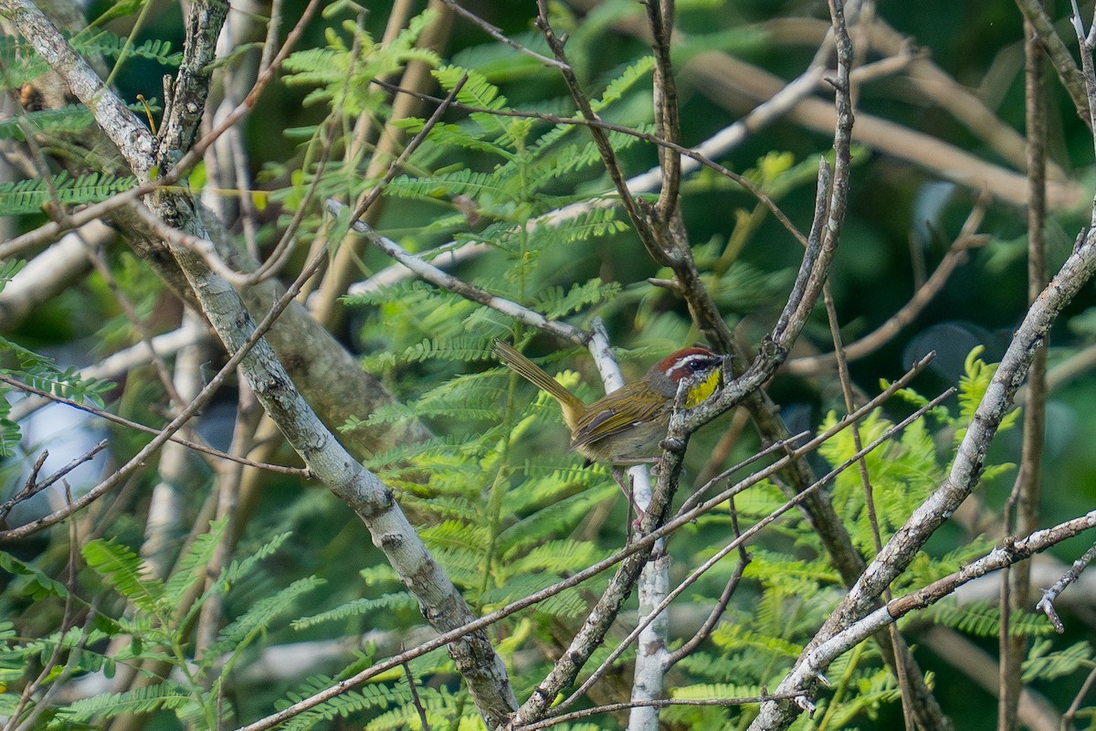 Rufous-capped Warbler - ML643672216