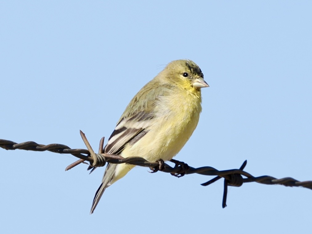 Chardonneret mineur - ML643672231
