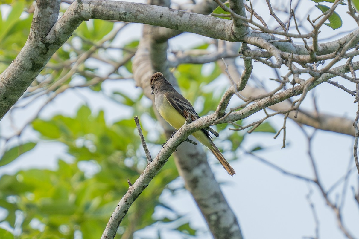 Brown-crested Flycatcher (Cooper's) - ML643672239
