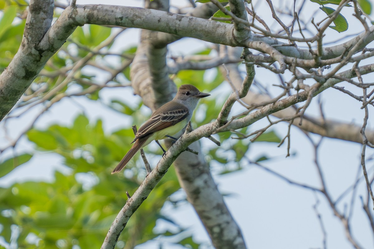 Brown-crested Flycatcher (Cooper's) - ML643672240