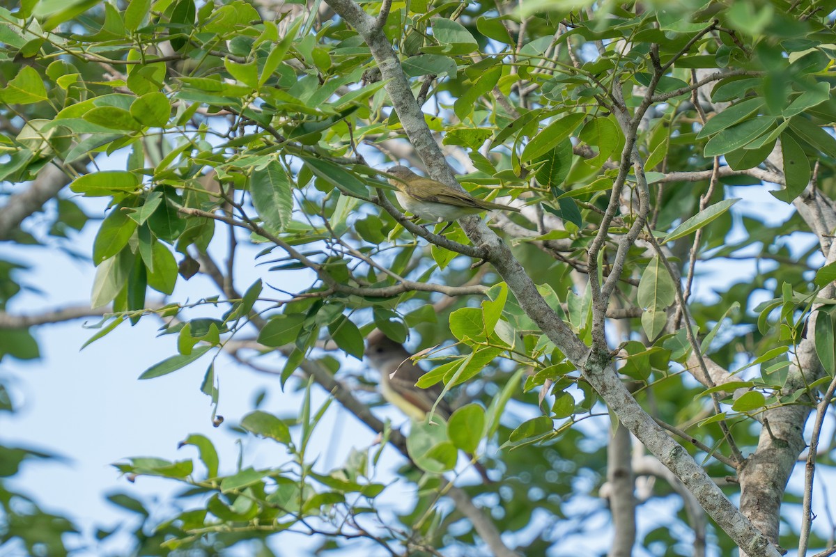 Vireo begigorria - ML643672262