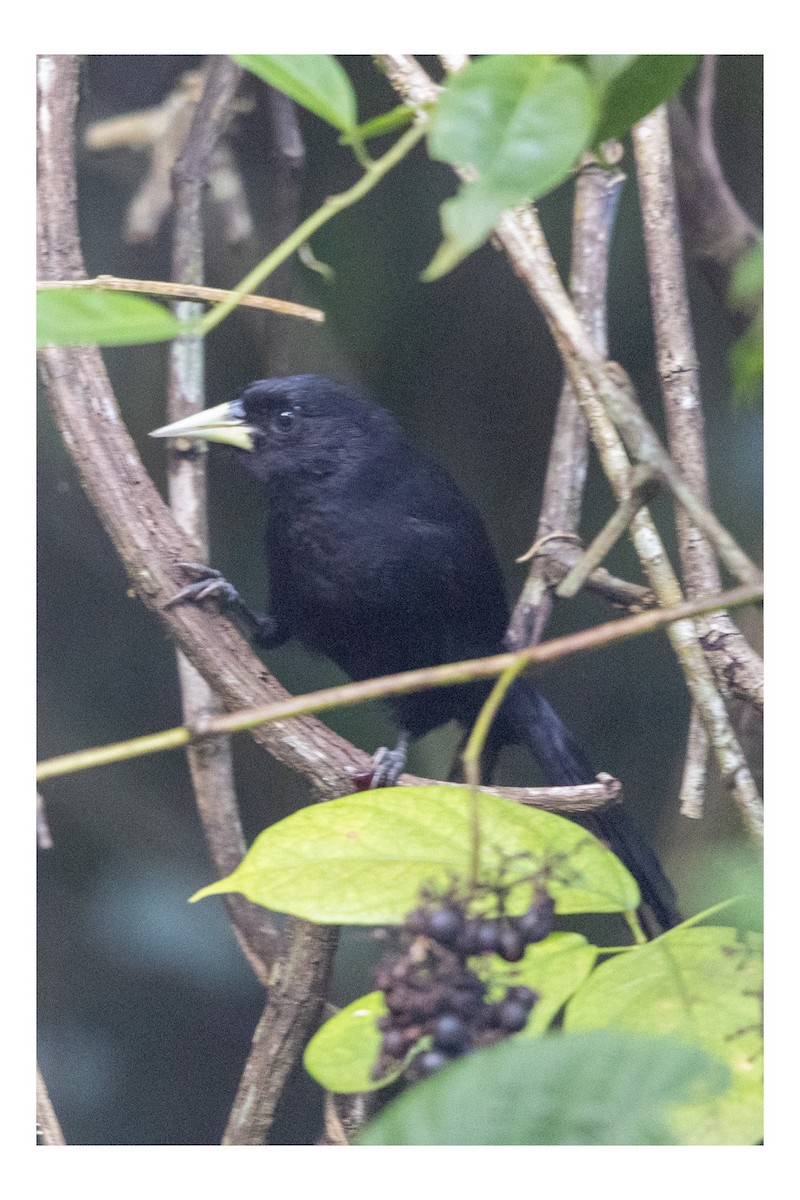 Yellow-billed Cacique - ML643672285
