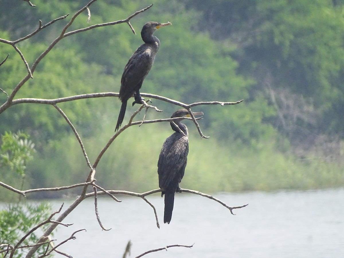 Neotropic Cormorant - ML643672295