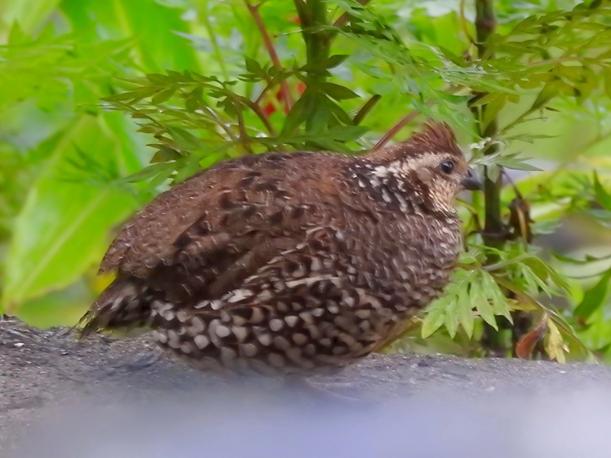 Spot-bellied Bobwhite - ML643672361