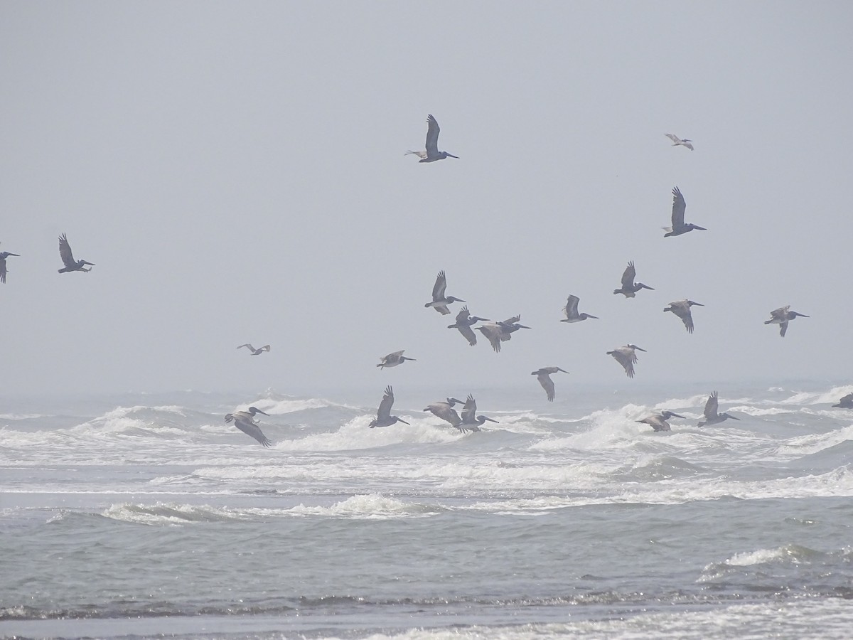 Brown Pelican - ML643672363