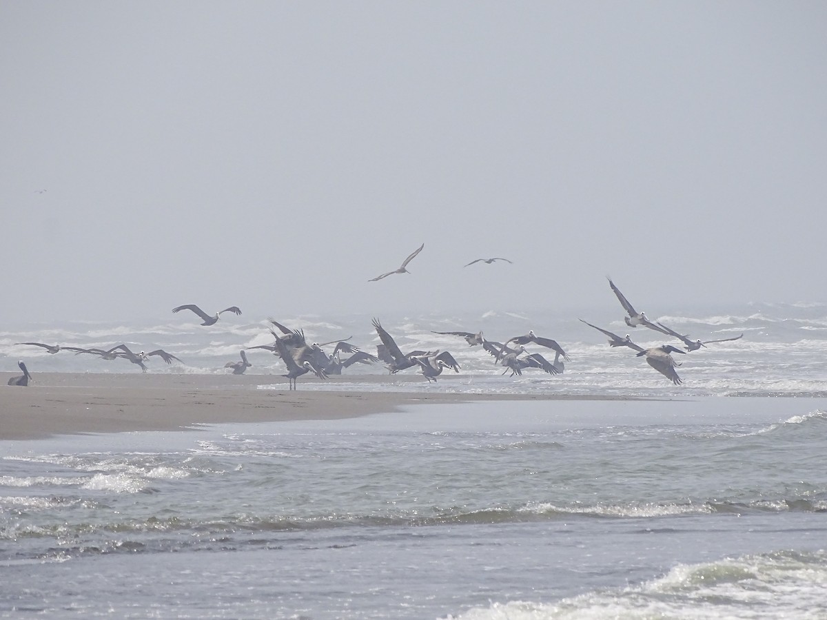 Brown Pelican - ML643672364