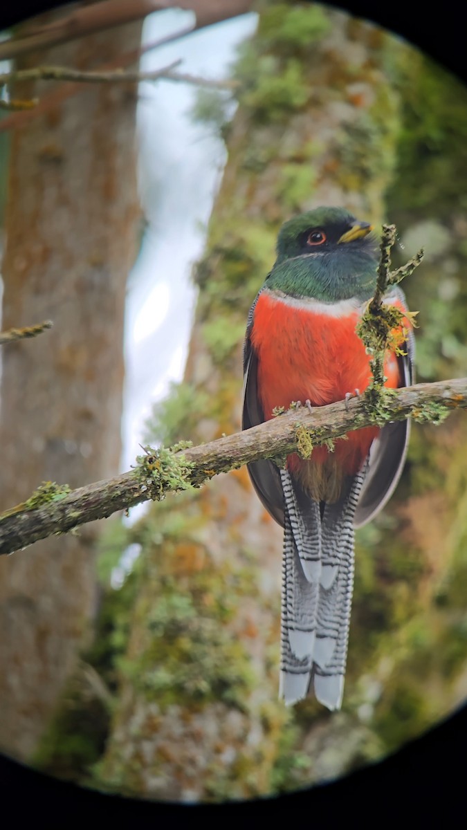 Collared Trogon - ML643672374