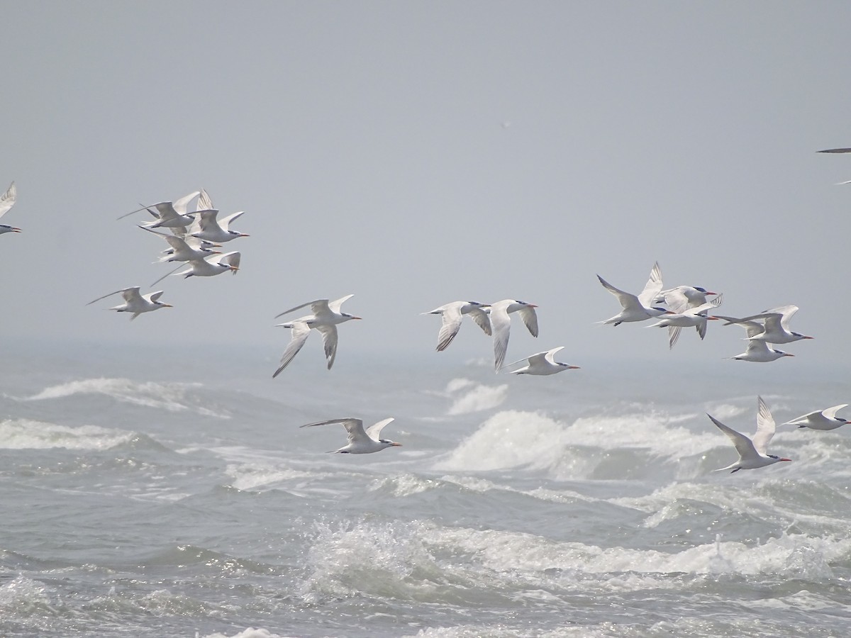 Royal Tern - ML643672391