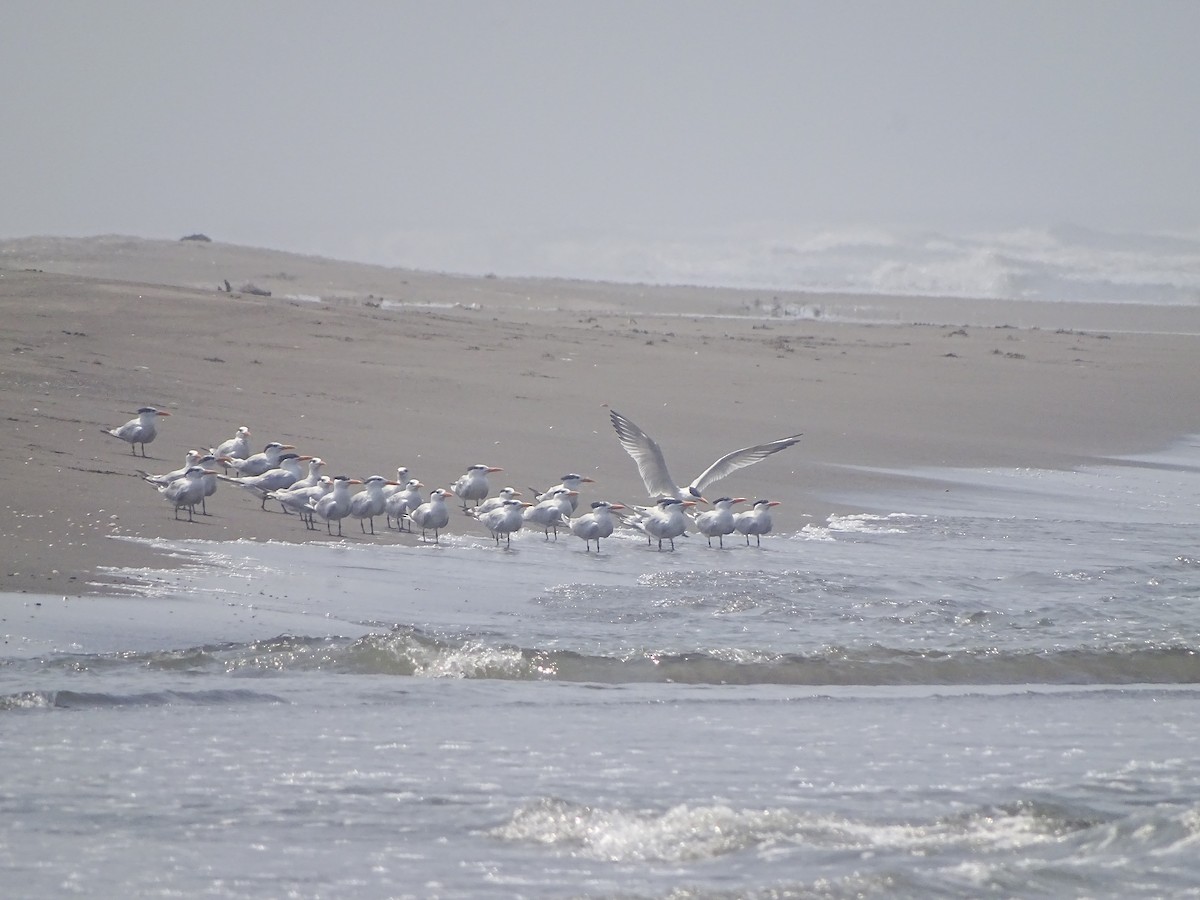 Royal Tern - ML643672392