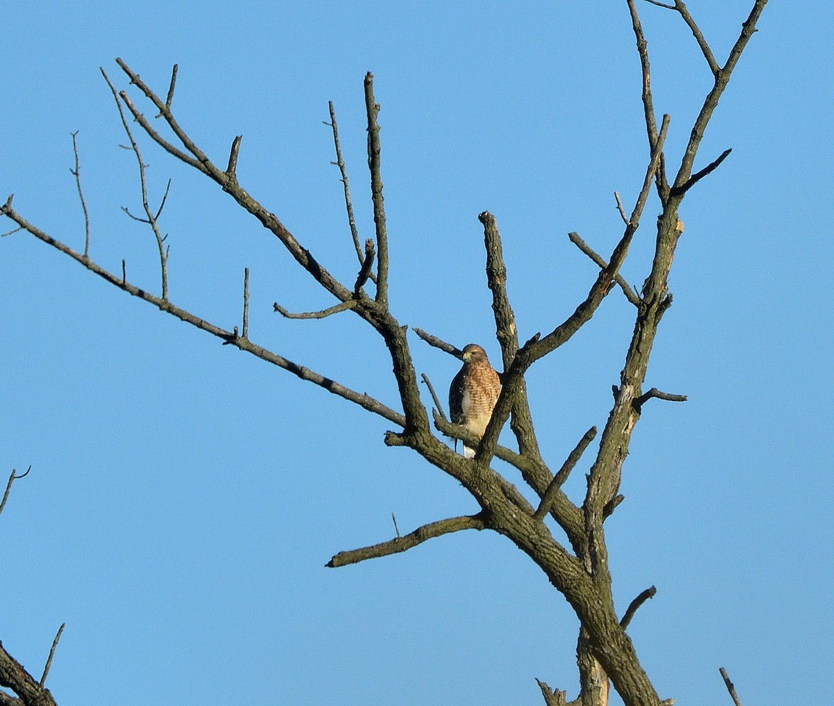 káně páskovaná - ML643672445