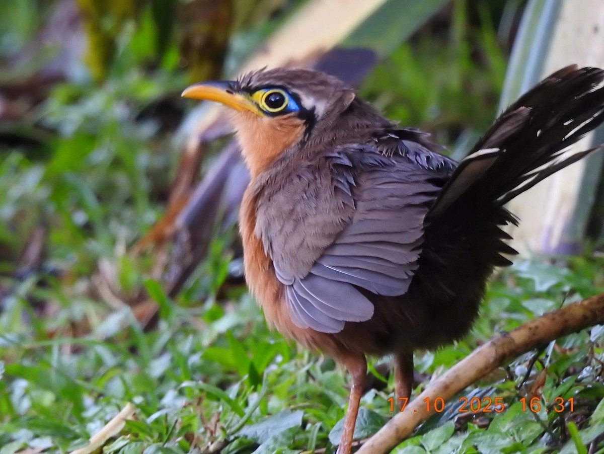 Lesser Ground-Cuckoo - ML643672446