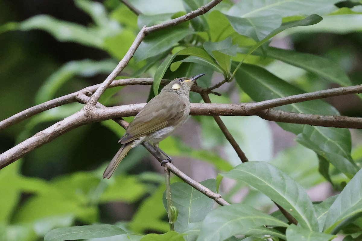 Graceful Honeyeater - ML643672452