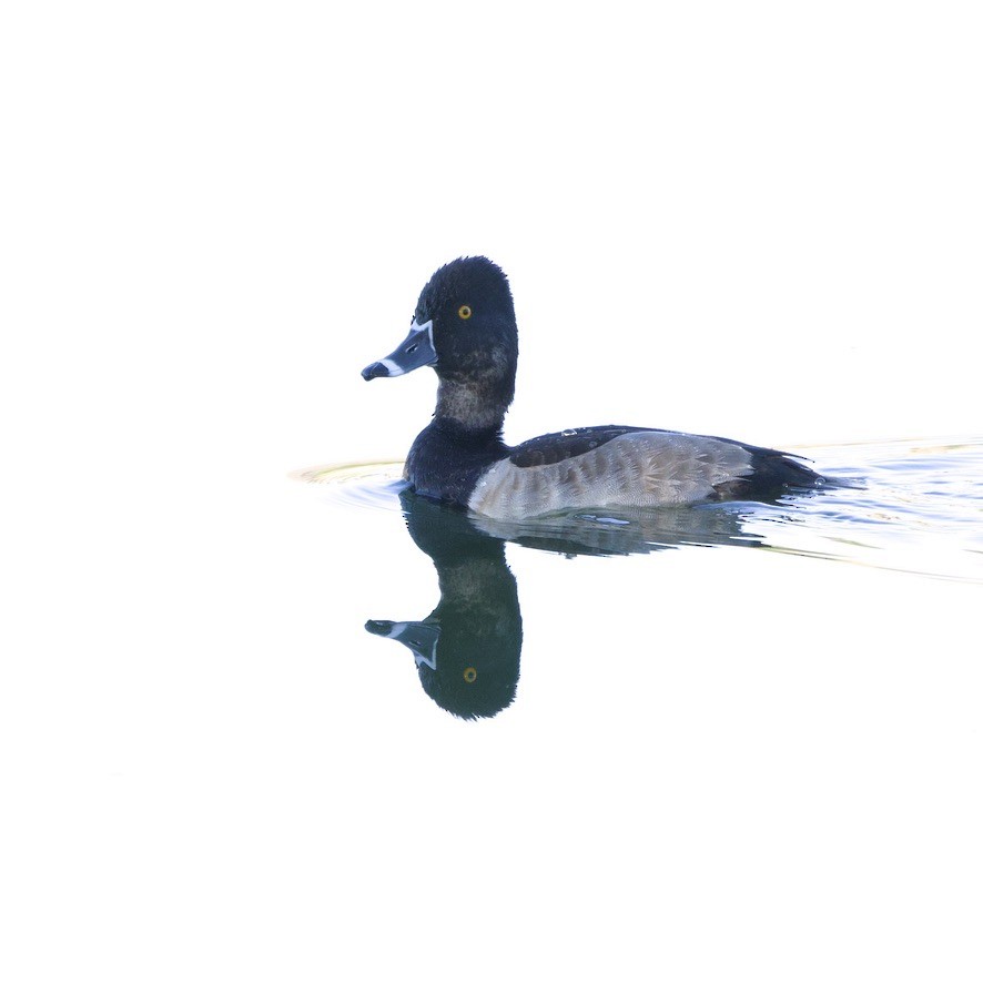 Ring-necked Duck - ML643672463