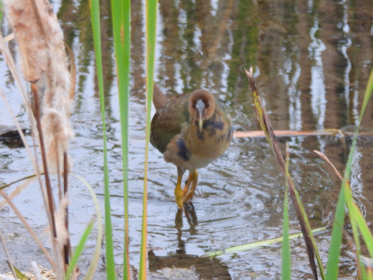 Purple Gallinule - ML643672486