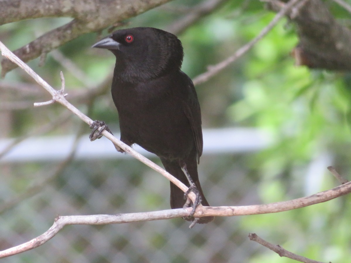 Bronzed Cowbird - ML643672495