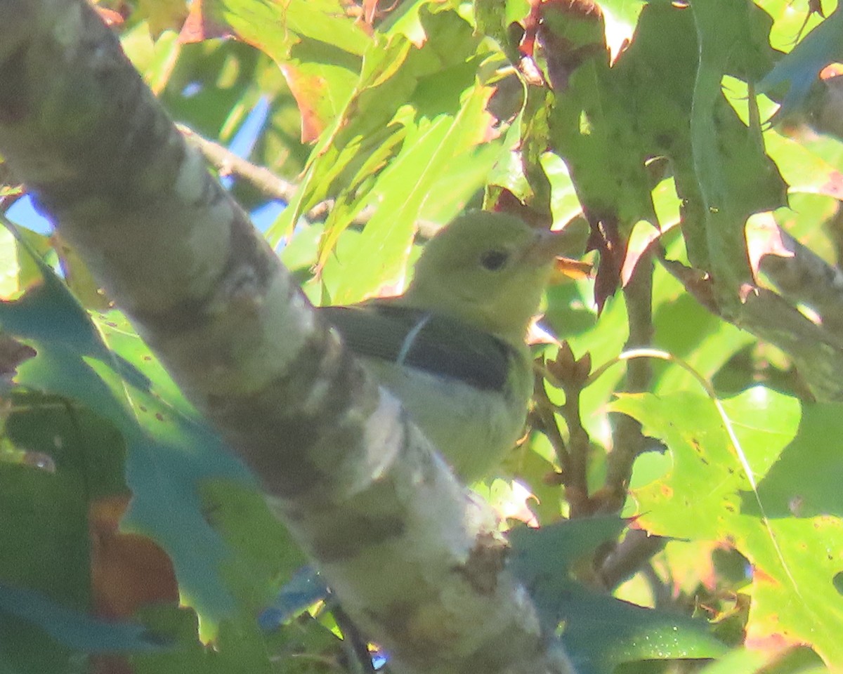 Piranga gorri-beltza - ML643672496