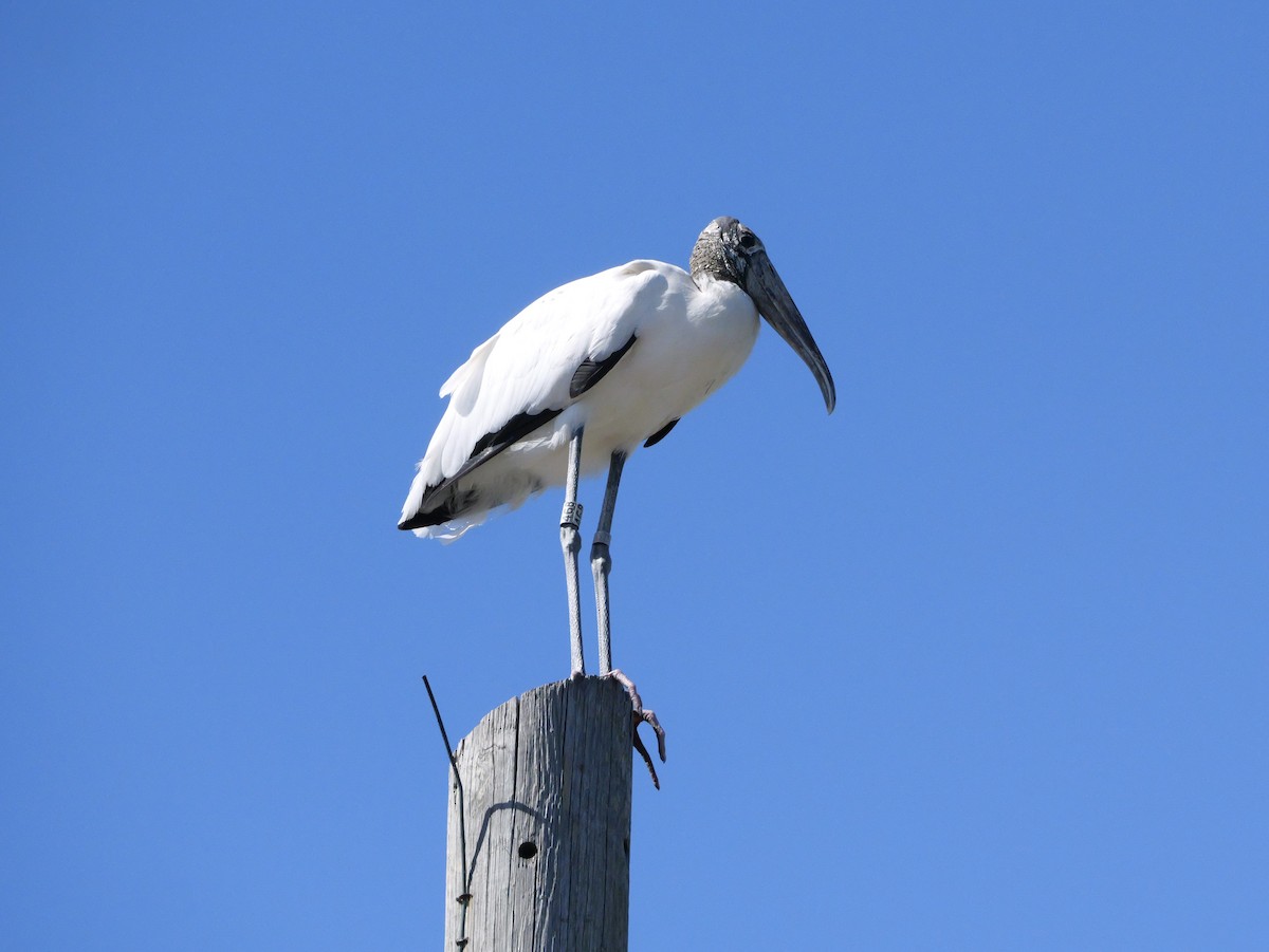 Wood Stork - ML643672500