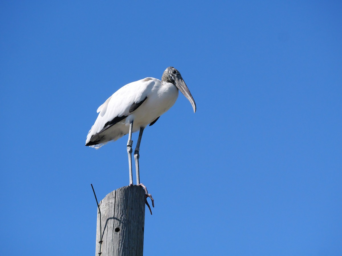 Wood Stork - ML643672501