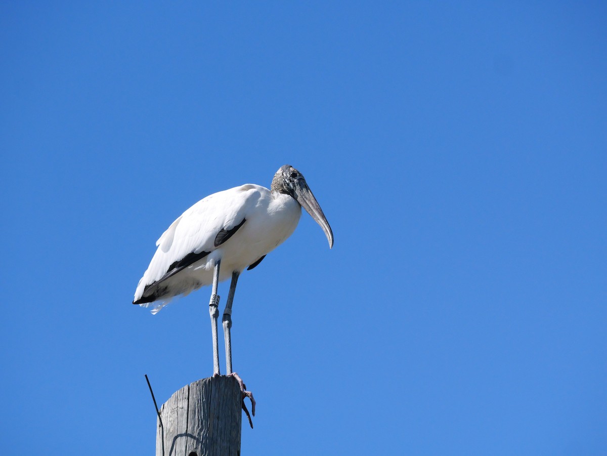 Wood Stork - ML643672502