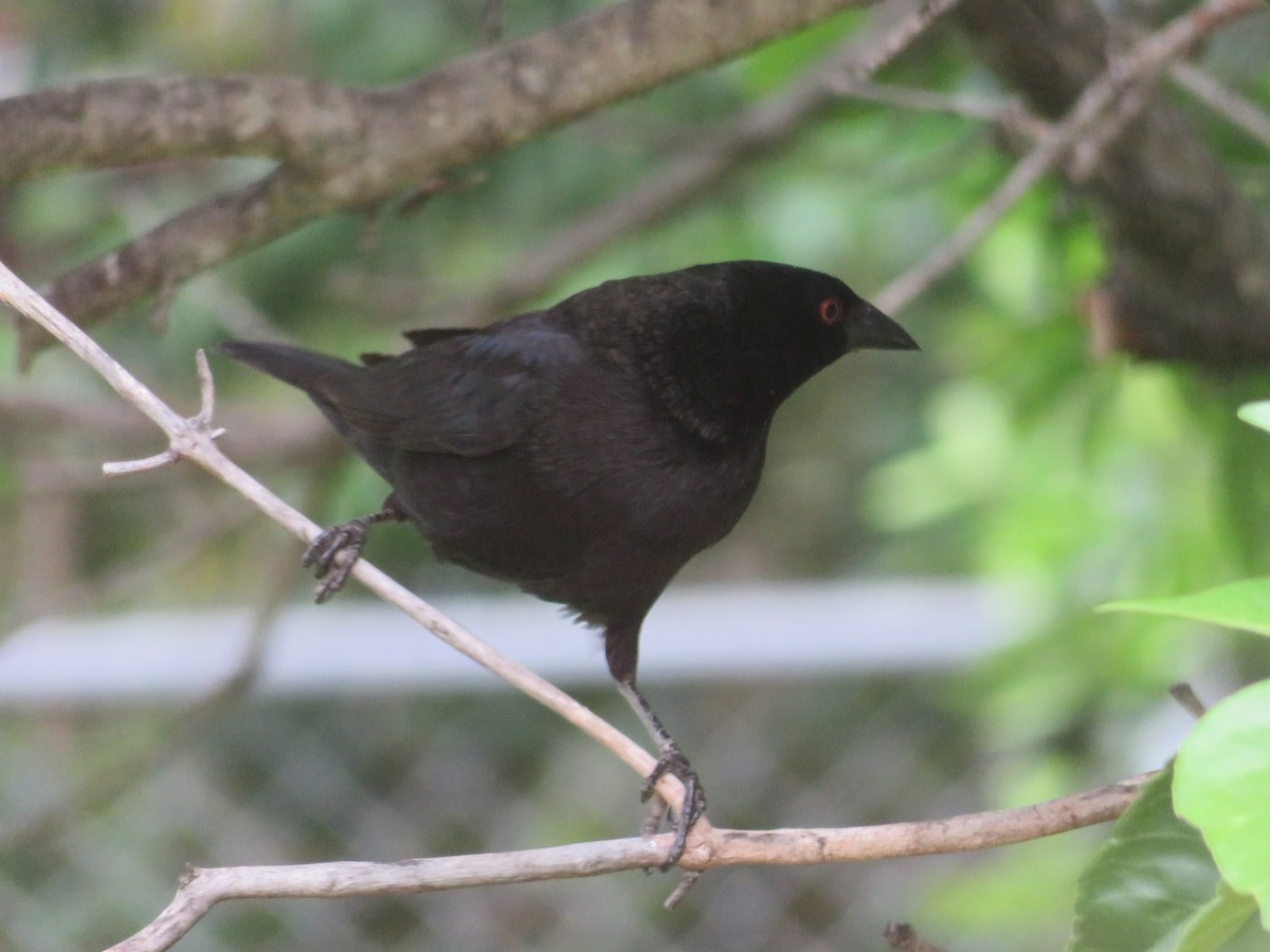 Bronzed Cowbird - ML643672511