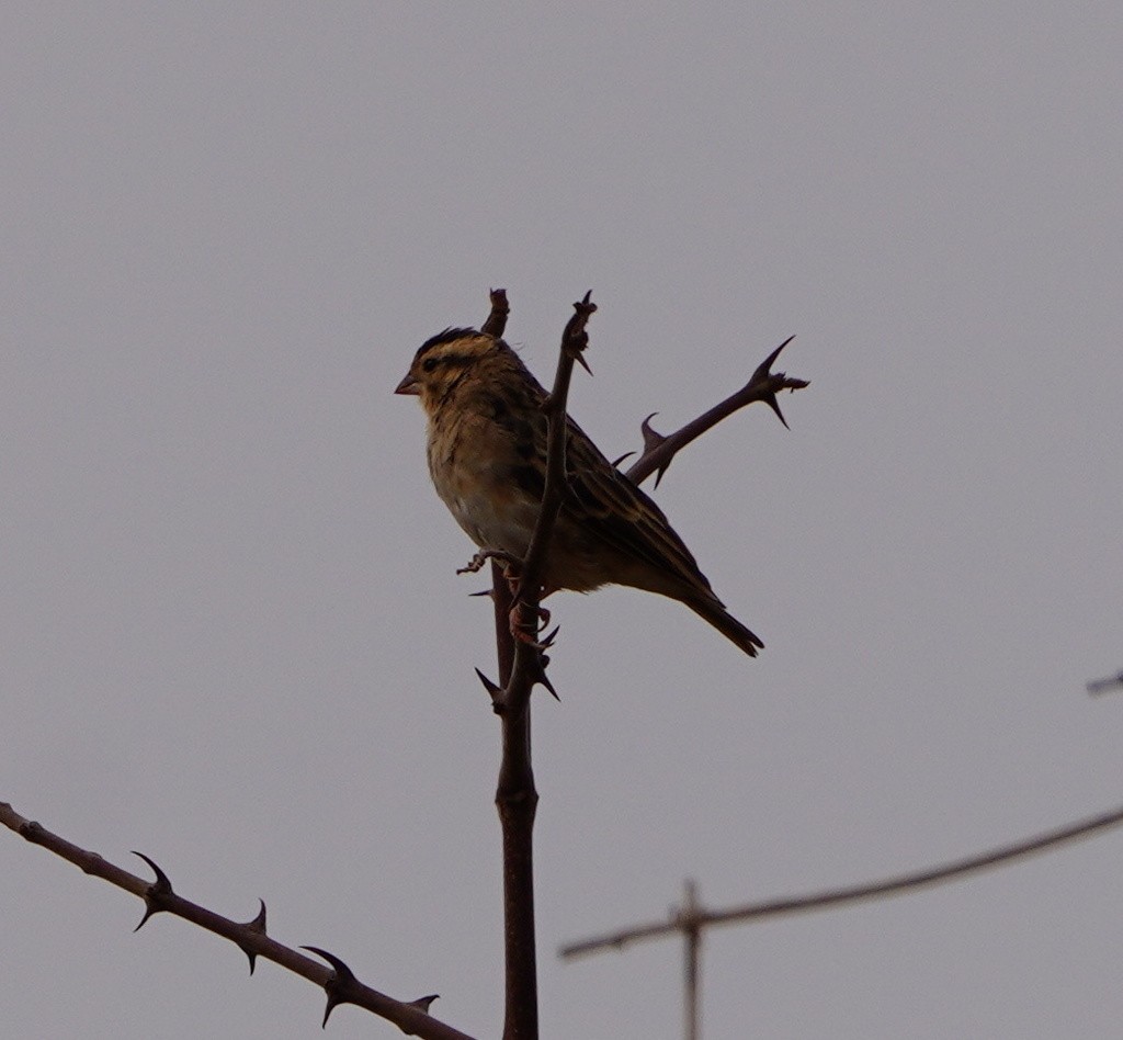 Village Indigobird - ML643672528