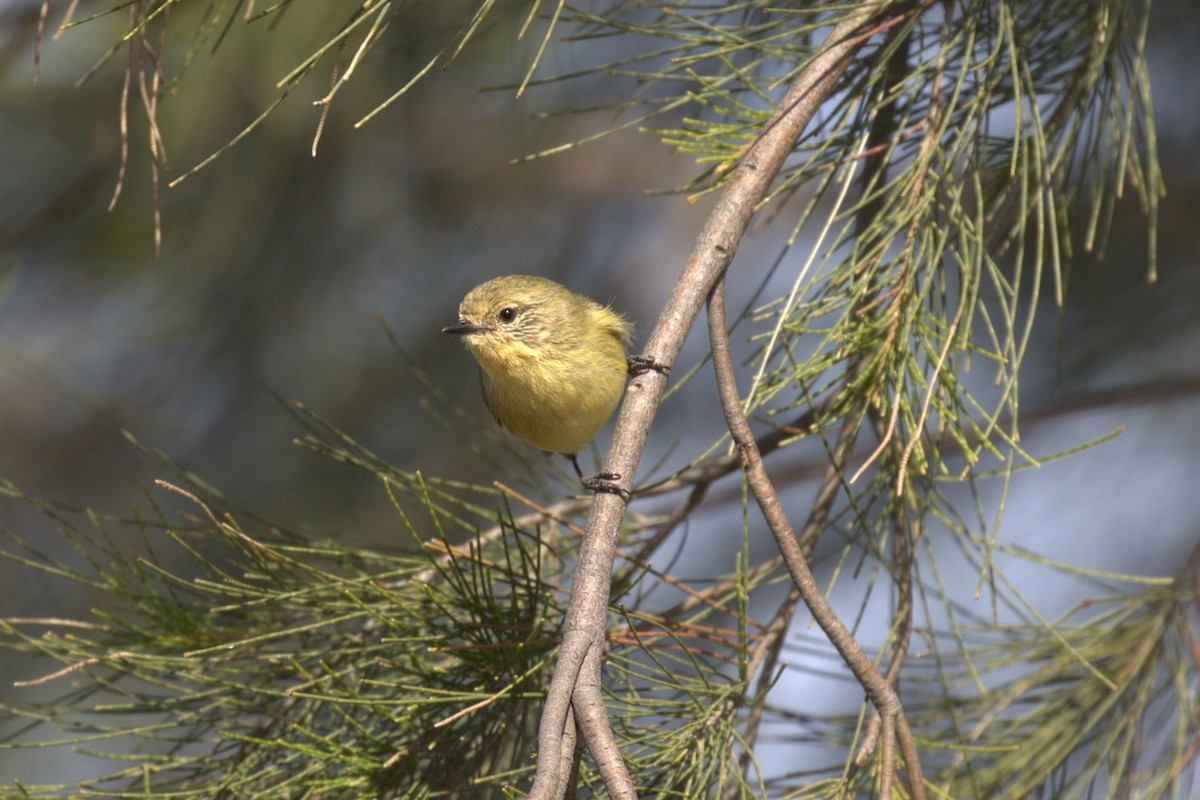 Yellow Thornbill - ML643672535