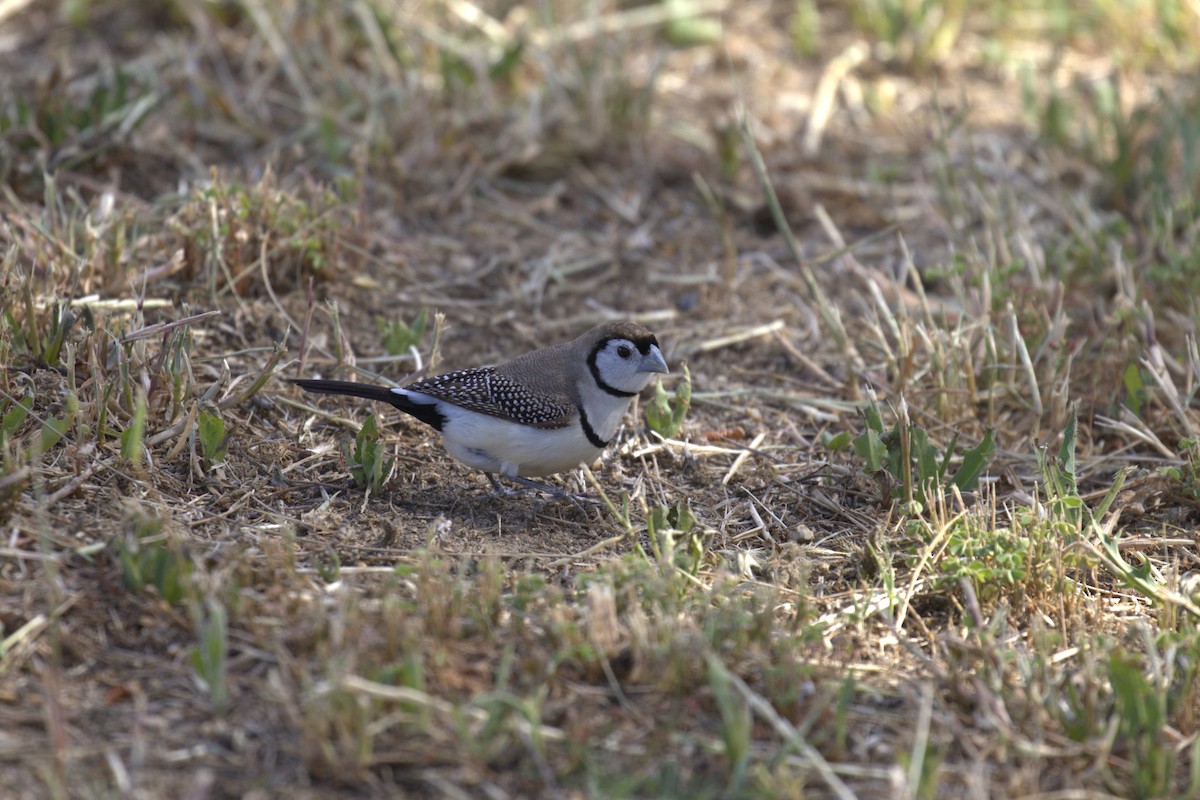 Double-barred Finch - ML643672567