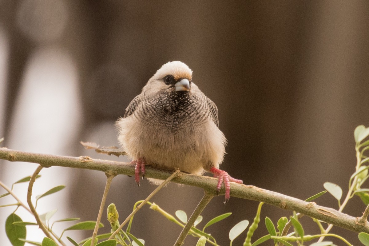 White-headed Mousebird - ML643672575