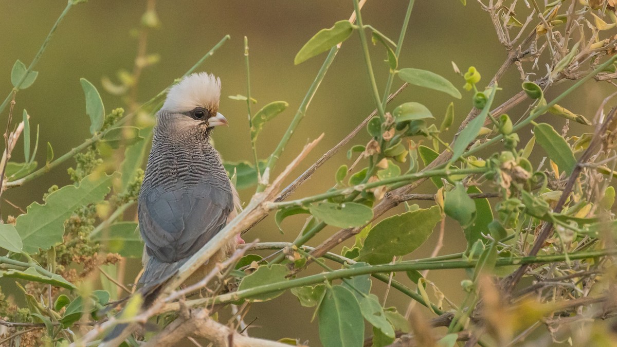 White-headed Mousebird - ML643672576