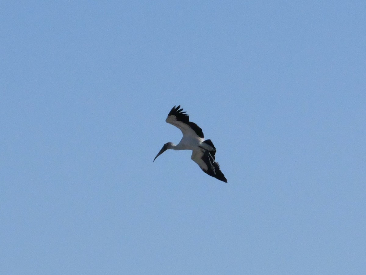 Wood Stork - ML643672577