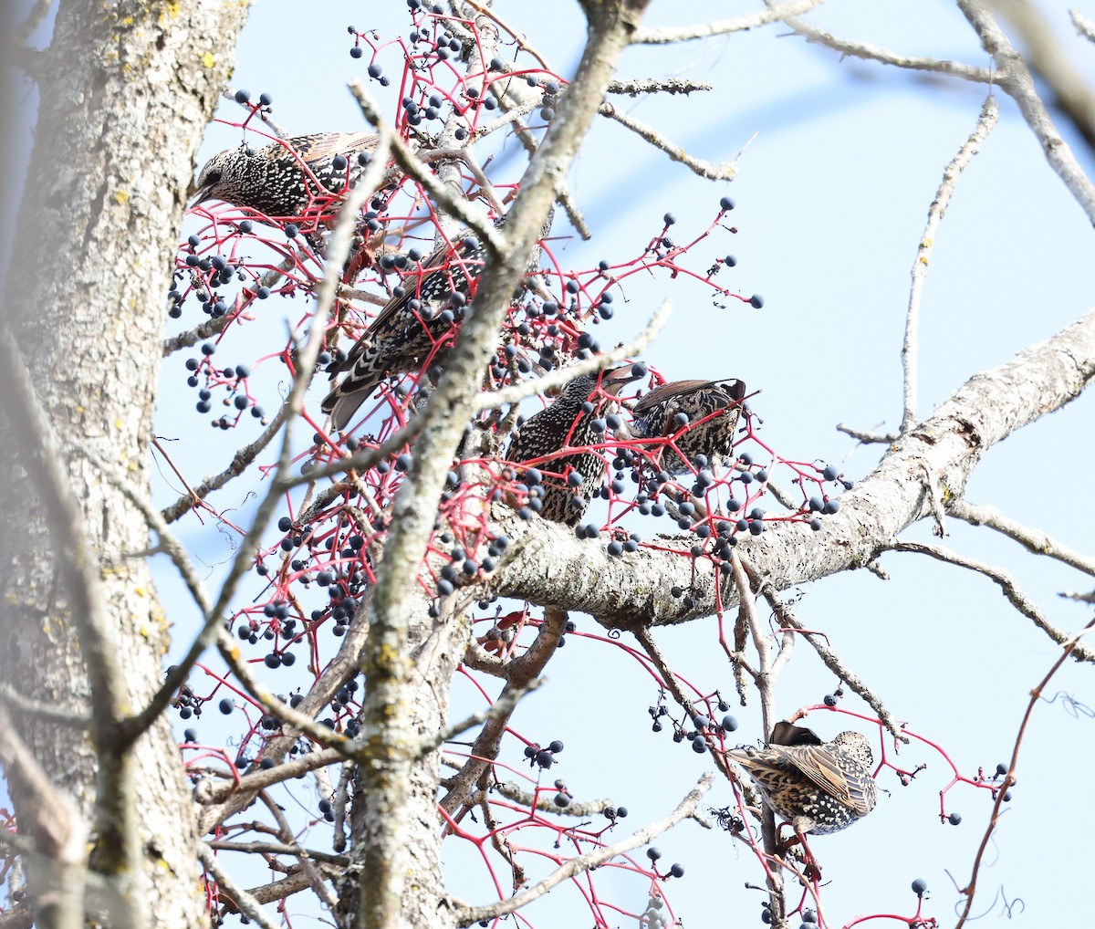 European Starling - ML643672581
