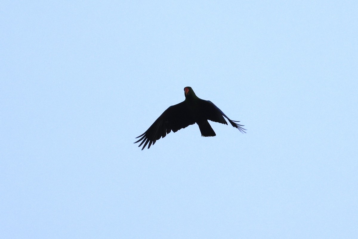 Papuan Eclectus - ML643672585