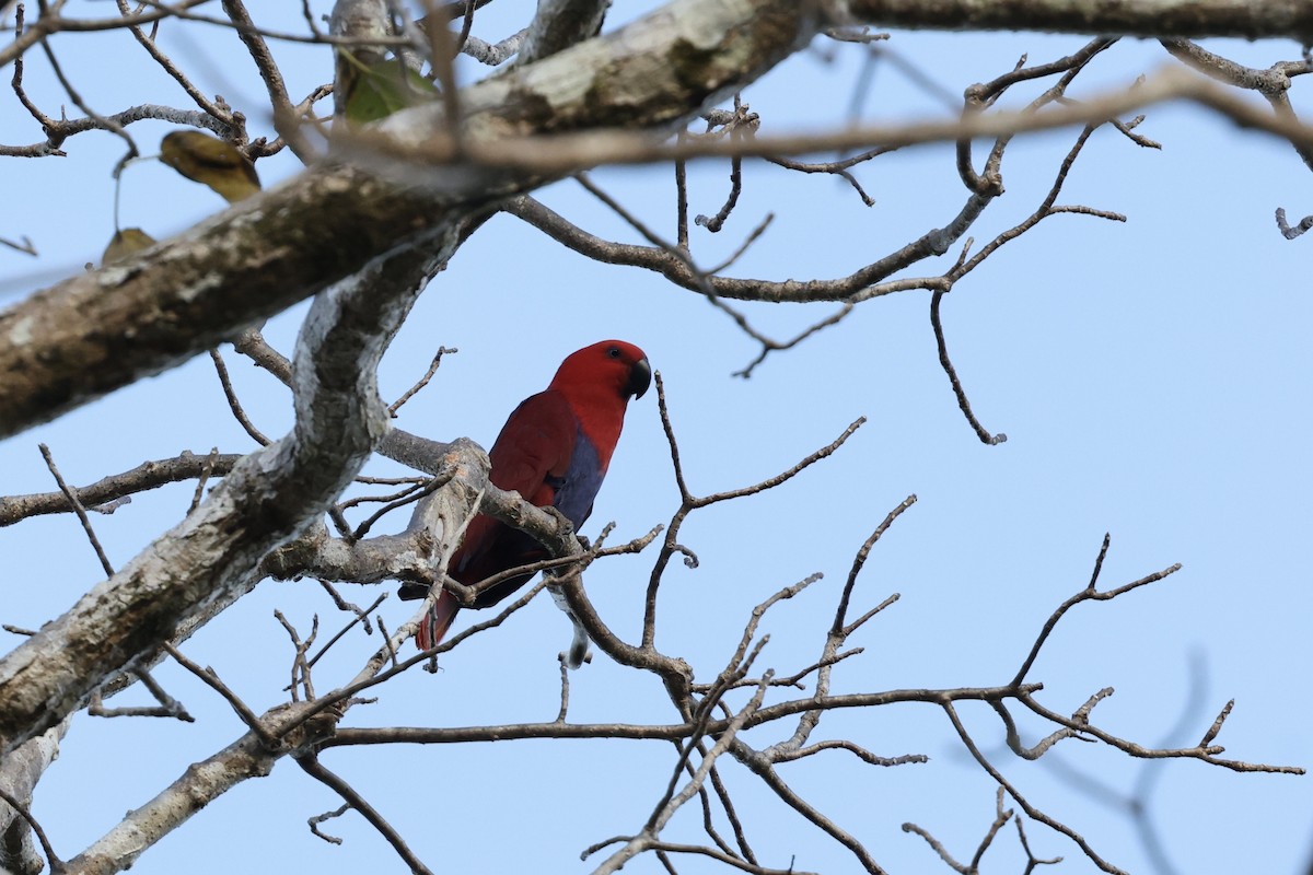 Papuan Eclectus - ML643672586