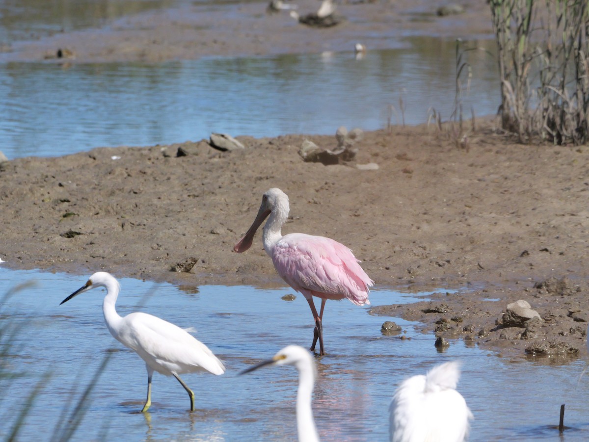 Roseate Spoonbill - ML643672591