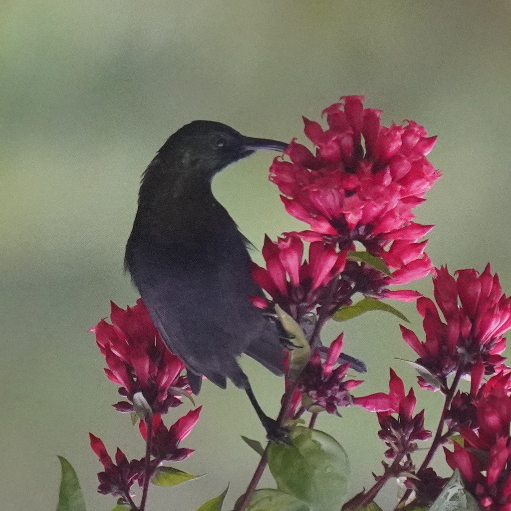 Copper Sunbird - ML643672592