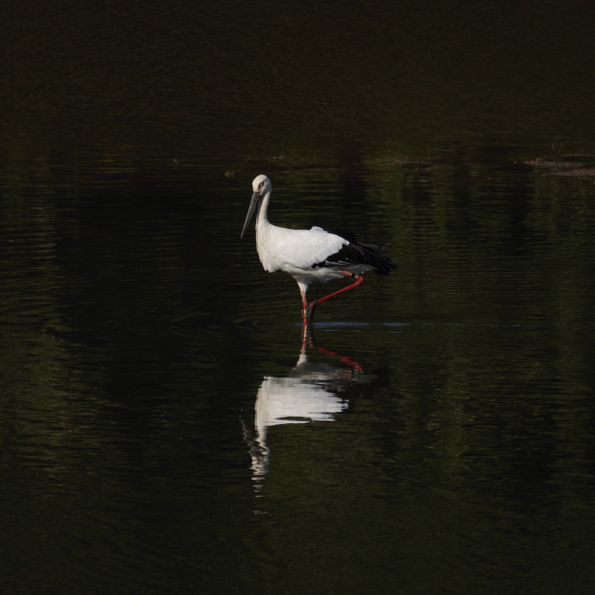 Oriental Stork - ML643672604