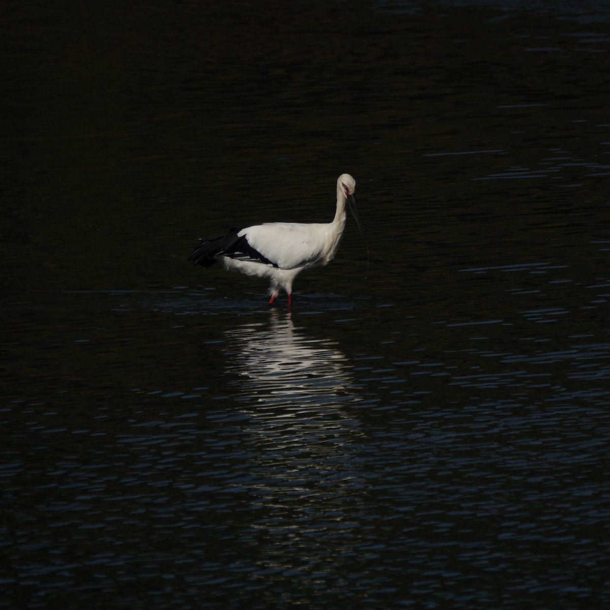 Oriental Stork - ML643672615