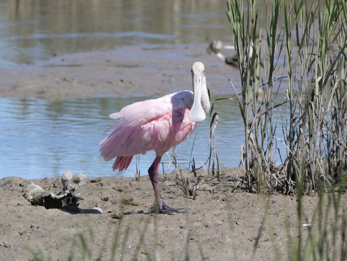 Roseate Spoonbill - ML643672617