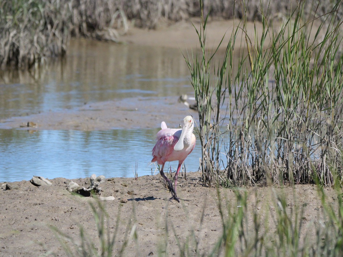 Roseate Spoonbill - ML643672618