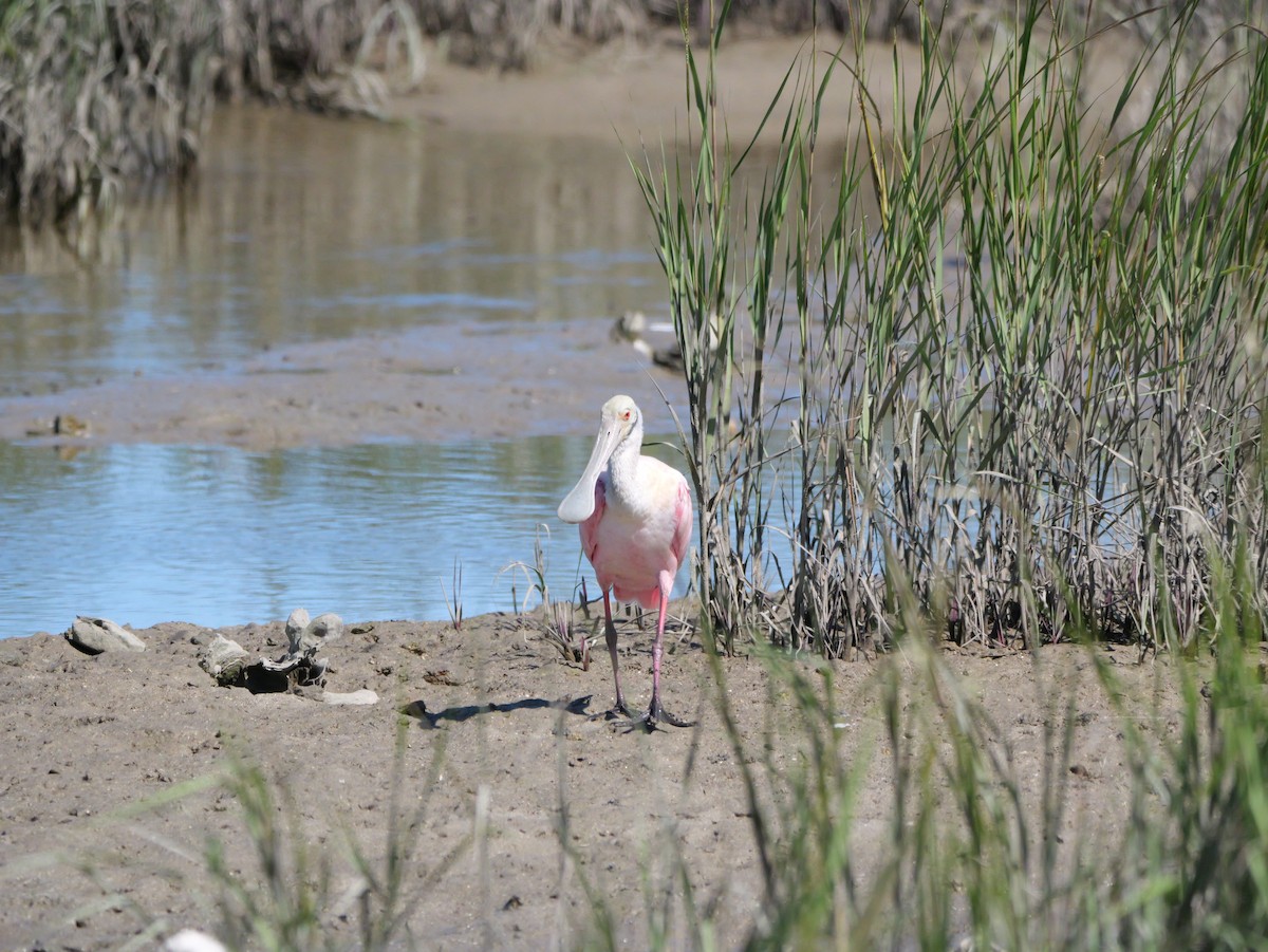 Roseate Spoonbill - ML643672625