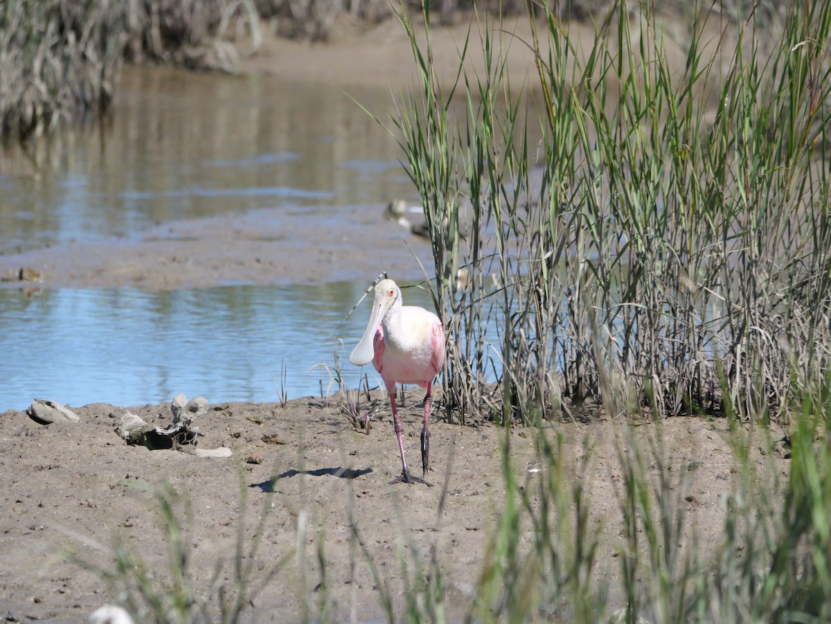 Roseate Spoonbill - ML643672628