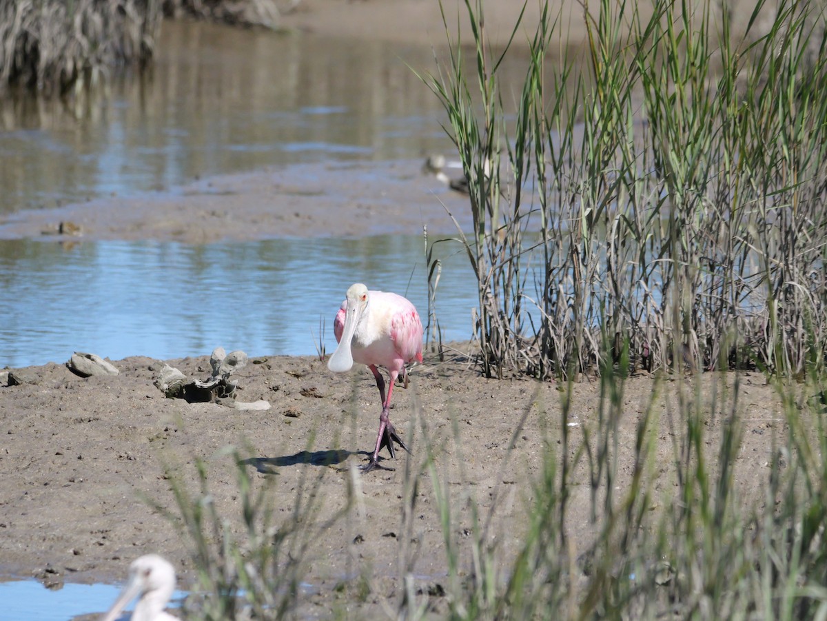 Roseate Spoonbill - ML643672630