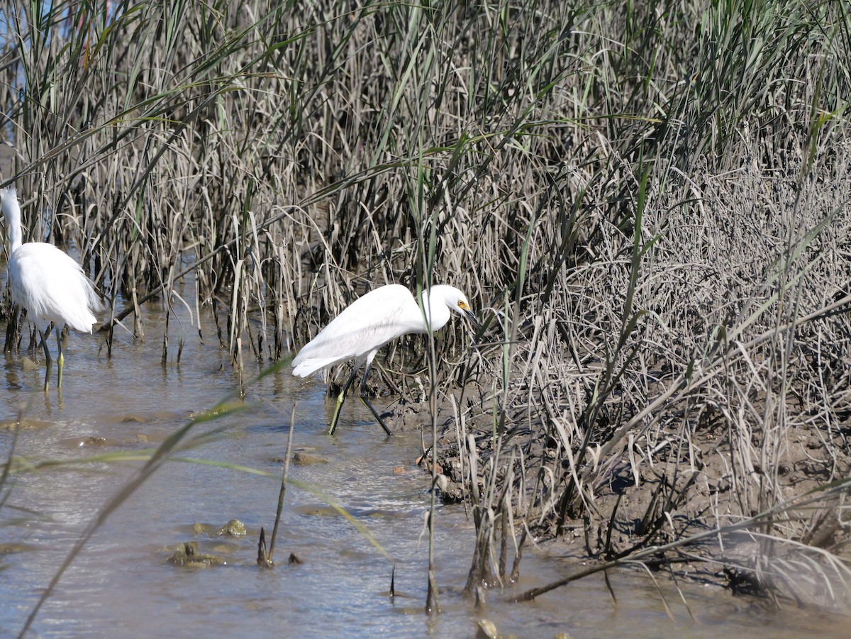 Snowy Egret - ML643672633