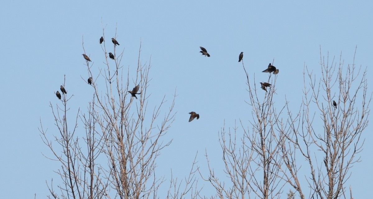 European Starling - ML643672634