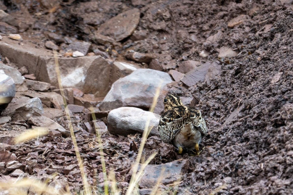 Puna Snipe - ML643672635