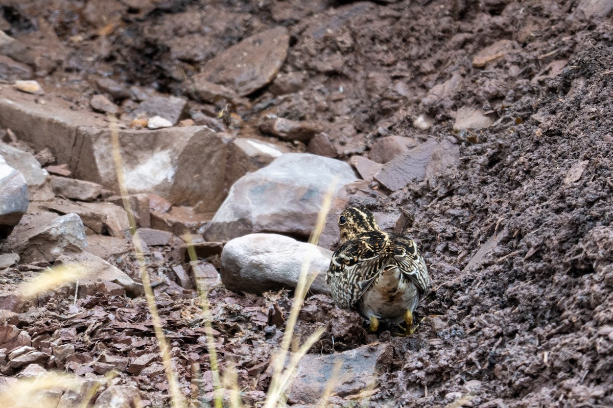 Puna Snipe - ML643672636