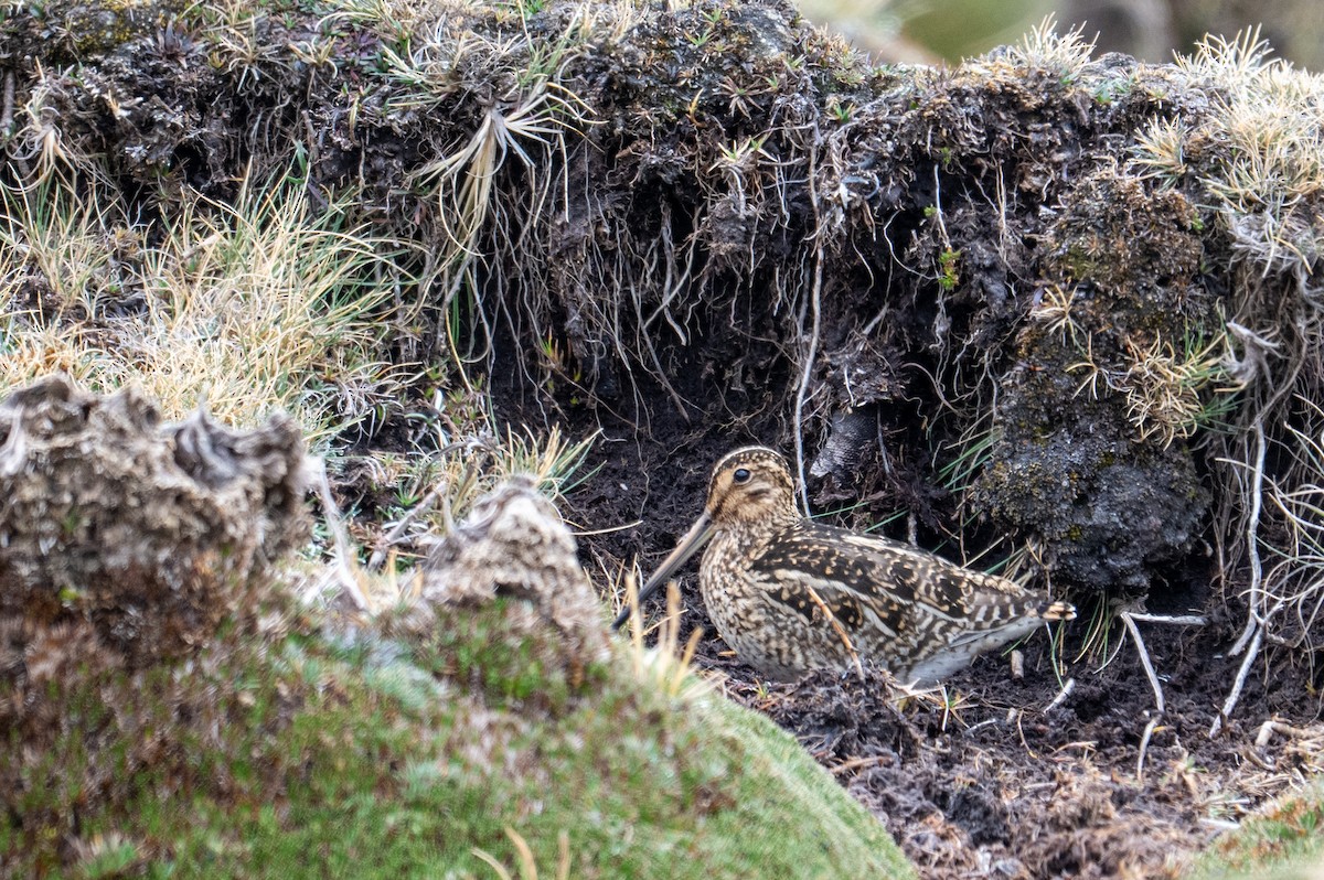 Puna Snipe - ML643672637
